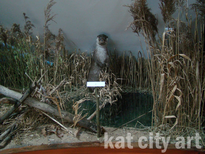 Zdjęcie: scenka z wydra.jpg